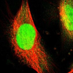 WDR4 Antibody, Novus Biologicals:Antibodies:Primary Antibodies