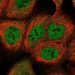 WDR42A Antibody, Novus Biologicals 25 &mu;L, Unlabeled:Antibodies, Polyclonal
