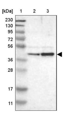 WDR53 Antibody, Novus Biologicals 0.1mL; Unlabeled:Antibodies, Polyclonal
