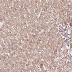WDR54 Antibody, Novus Biologicals 25 &mu;L; Unlabeled:Antibodies, Polyclonal