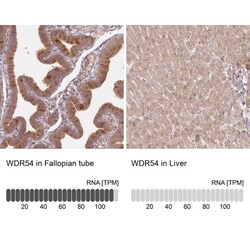 WDR54 Antibody, Novus Biologicals 25 &mu;L; Unlabeled:Antibodies, Polyclonal