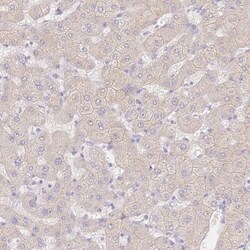 WDR54 Antibody, Novus Biologicals 0.1mL; Unlabeled:Antibodies, Polyclonal