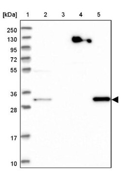 WDR54 Antibody, Novus Biologicals 25 &mu;L; Unlabeled:Antibodies, Polyclonal