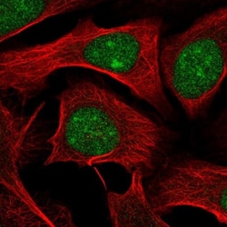 WDR55 Antibody, Novus Biologicals:Antibodies:Primary Antibodies