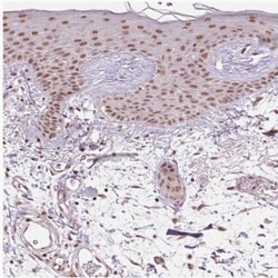 WDR58 Antibody, Novus Biologicals:Antibodies:Primary Antibodies