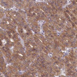 WDR59 Antibody, Novus Biologicals 25 &mu;L; Unlabeled:Antibodies, Polyclonal