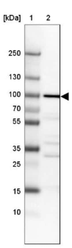 WDR59 Antibody, Novus Biologicals 25 &mu;L; Unlabeled:Antibodies, Polyclonal
