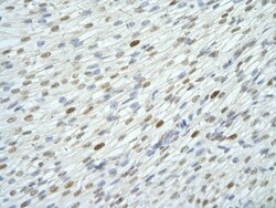 WDR6 Antibody, Novus Biologicals:Antibodies:Primary Antibodies