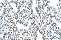 WDR6 Antibody, Novus Biologicals:Antibodies:Primary Antibodies