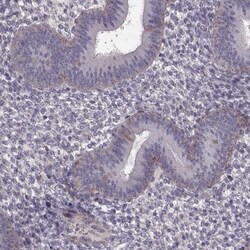 WDR63 Antibody, Novus Biologicals 25 &mu;L, Unlabeled:Antibodies, Polyclonal