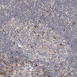 WDR67 Antibody, Novus Biologicals:Antibodies:Primary Antibodies