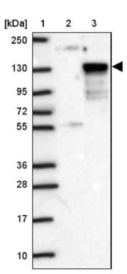 WDR67 Antibody, Novus Biologicals:Antibodies:Primary Antibodies