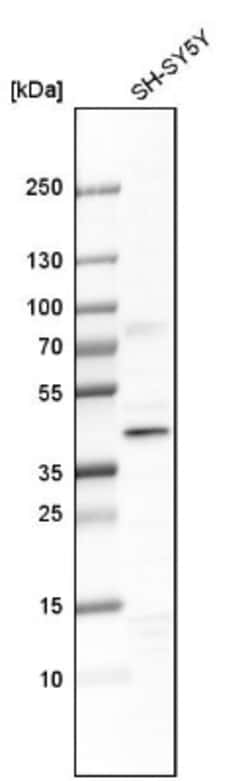 WDR68 Antibody, Novus Biologicals:Antibodies:Primary Antibodies