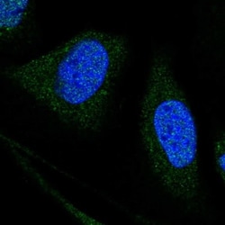 WDR7 Antibody, Novus Biologicals 0.1mL; Unlabeled:Antibodies, Polyclonal