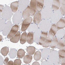 WDR74 Antibody, Novus Biologicals:Antibodies:Primary Antibodies