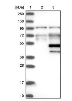 WDR89 Antibody, Novus Biologicals 0.1mL; Unlabeled:Antibodies, Polyclonal