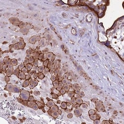 WDR90 Antibody, Novus Biologicals 25 &mu;L, Unlabeled:Antibodies, Polyclonal