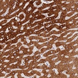 WDR93 Antibody, Novus Biologicals 25 &mu;L, Unlabeled:Antibodies, Polyclonal