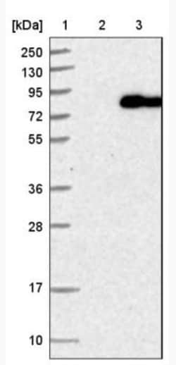 WDTC1 Antibody, Novus Biologicals 0.1mL; Unlabeled:Antibodies, Polyclonal