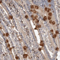 WEE2 Antibody, Novus Biologicals 25 &mu;L | Buy Online | Novus Biologicals | Fisher Scientific