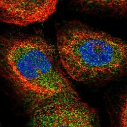 WHAMM Antibody, Novus Biologicals 25 &mu;L; Unlabeled:Antibodies, Polyclonal