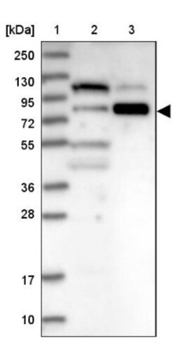WHAMM Antibody, Novus Biologicals 25 &mu;L; Unlabeled:Antibodies, Polyclonal