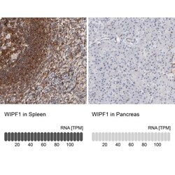 WIPF1/WIP Antibody, Novus Biologicals 25 &mu;L; Unlabeled:Antibodies, Polyclonal