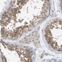WIPI2 Antibody, Novus Biologicals:Antibodies:Primary Antibodies