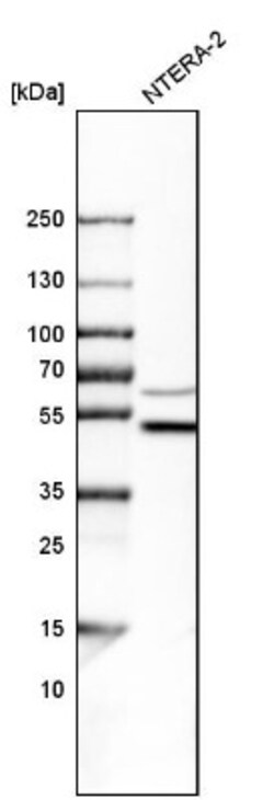 WIPI2 Antibody, Novus Biologicals:Antibodies:Primary Antibodies