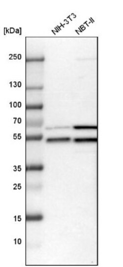 WIPI2 Antibody, Novus Biologicals:Antibodies:Primary Antibodies