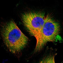 RASGEF1A Antibody, Novus Biologicals:Antibodies:Primary Antibodies