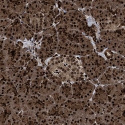 WIZ Antibody, Novus Biologicals 0.1mL; Unlabeled:Antibodies, Polyclonal