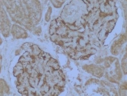 WT1 Antibody (6F-H2) - BSA Free, Novus Biologicals:Antibodies:Primary Antibodies