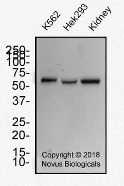 WT1 Antibody (6F-H2) - BSA Free, Novus Biologicals:Antibodies:Primary Antibodies