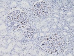 WT1 Antibody (WT1/857), Novus Biologicals 0.2mg; Unlabeled:Antibodies,