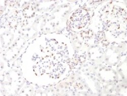 WT1 Antibody (WT1/857), Novus Biologicals 0.2mg; Unlabeled:Antibodies,