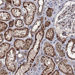 WWC3 Antibody, Novus Biologicals 0.1mL; Unlabeled:Antibodies, Polyclonal