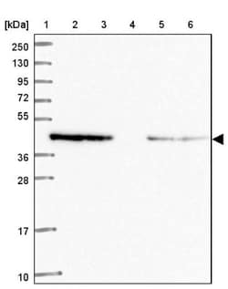 WWOX Antibody, Novus Biologicals 25 &mu;L; Unlabeled:Antibodies, Polyclonal