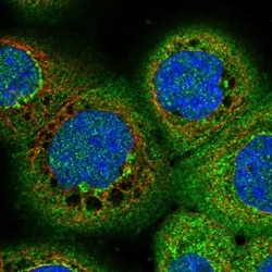 WWP1 Antibody, Novus Biologicals:Antibodies:Primary Antibodies
