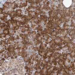 WWP1 Antibody, Novus Biologicals:Antibodies:Primary Antibodies