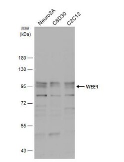 Wee1 Antibody, Novus Biologicals 0.1mg; Unlabeled:Antibodies, Polyclonal