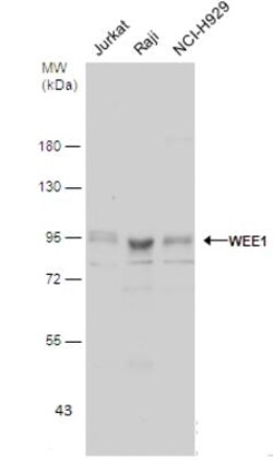Wee1 Antibody, Novus Biologicals 0.1mg; Unlabeled:Antibodies, Polyclonal