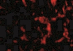 Wnt-10a Antibody - BSA Free, Novus Biologicals 0.025 mg, Unconjugated:Antibodies,