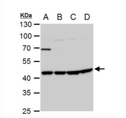 Wnt-11 Antibody, Novus Biologicals 0.1mg; Unlabeled:Antibodies, Polyclonal