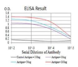 Wnt-3a Antibody (1E6G4) - BSA Free, Novus Biologicals:Antibodies:Primary