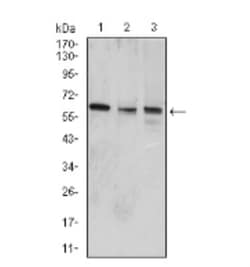 Wnt-3a Antibody (1E6G4) - BSA Free, Novus Biologicals:Antibodies:Primary