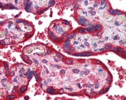 Wnt-3a Antibody, Novus Biologicals 0.05mg; Unlabeled:Antibodies, Polyclonal