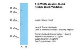 Wnt-3a Antibody, Novus Biologicals 0.05mg; Unlabeled:Antibodies, Polyclonal