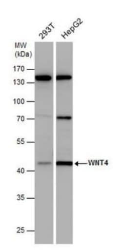 Wnt-4 Antibody, Novus Biologicals 0.1mL; Unlabeled:Antikörper