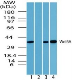 Wnt-5a Antibody - BSA Free, Novus Biologicals:Antibodies:Primary Antibodies